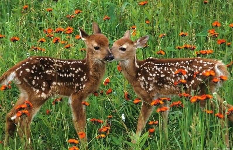 wurooods's tweet photo. deer https://t.co/ntl4ovZz2I
