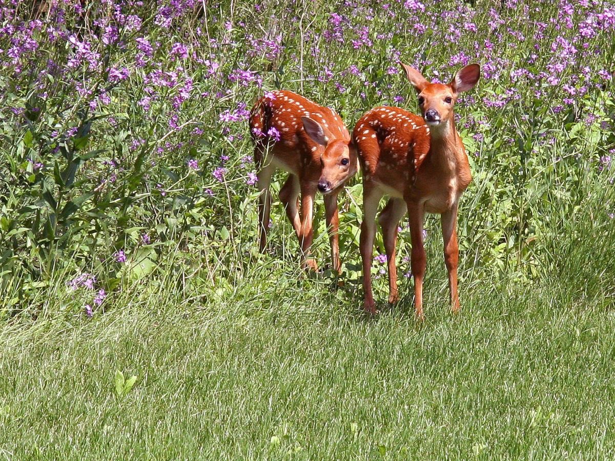 wurooods's tweet photo. deer https://t.co/ntl4ovZz2I