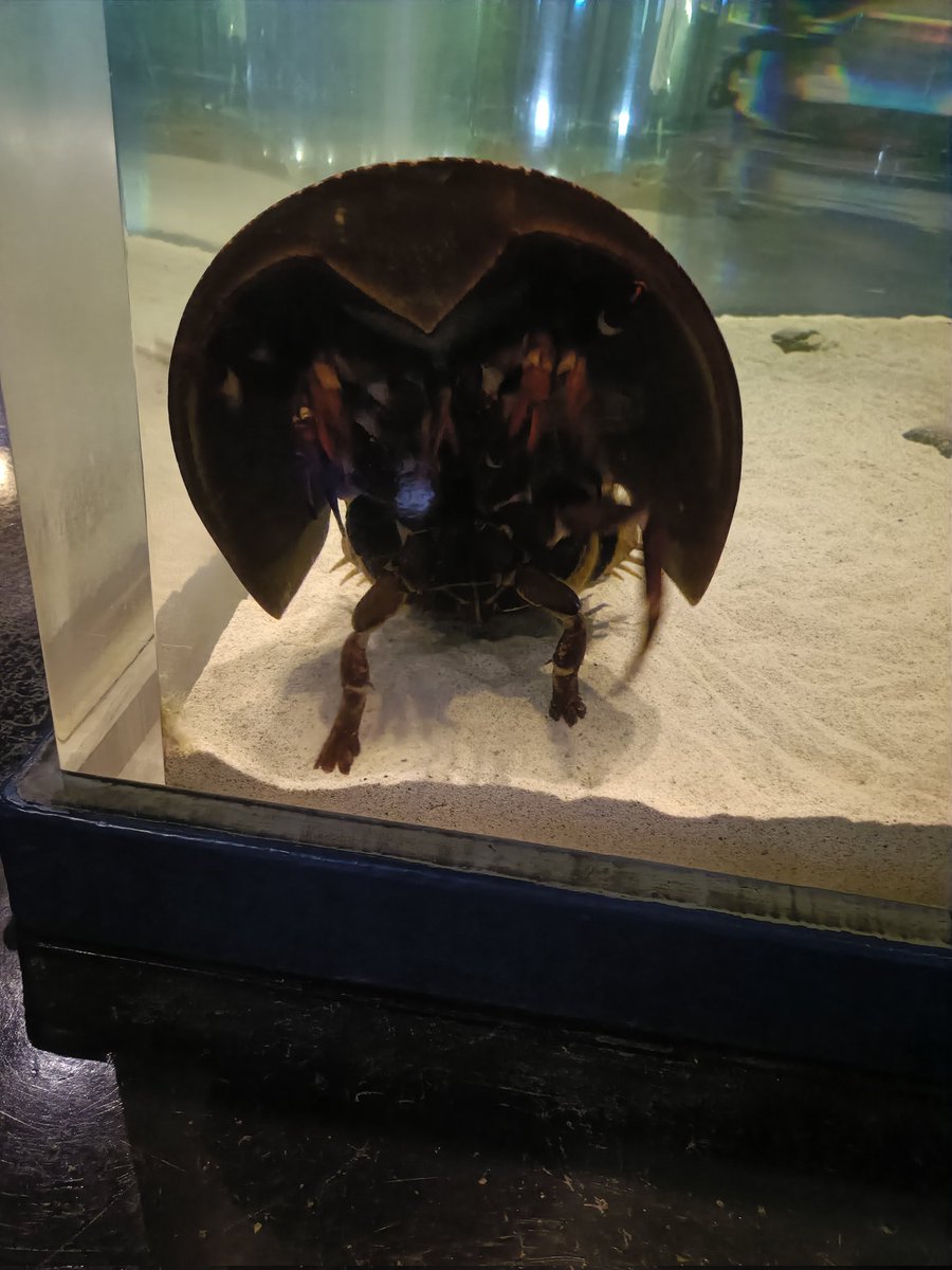 picoshico's tweet photo. 鳥羽水族館面白すぎる https://t.co/8yoICKaRyl