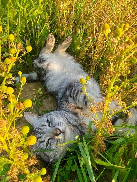 KorhevKorhev1's tweet photo. "Тим, хто щасливий, нема
 коли писати щоденники,
 вони занадто зайняті життям."

📚 «Фрайді». Роберт Гайнлайн https://t.co/cKrROO1uT6