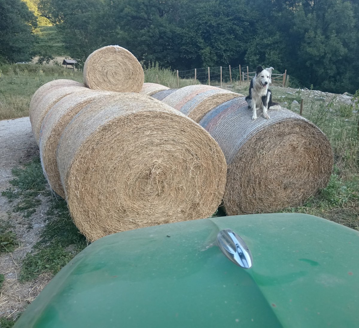 xaiecologic's tweet photo. Cap solució vindrà de tertulians i pol��tiquets, confieu només que un dia torni la pluja i que els ( pocs ) de nosaltres que quedem conservem la força, la determinació, energia i poder per seguir lleials a la terra.
No ens oblideu, si ens oblideu desapareixem.
#CatalunyaCrema https://t.co/clCUJySSgn
