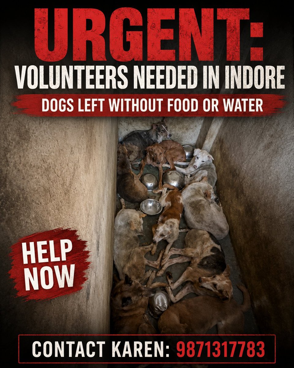 pricatttt's tweet photo. State of shelters under @comindore @IndoreCollector !!!
Do you have any shame? Can you stand in these shelters even for a minute where you have happily stuffed so many dogs for life? 
Justice Mehta must be rejoicing. Parasites committing cruelty on our tax money!
#SaveIndianDogs https://t.co/QDgGS7vyKP