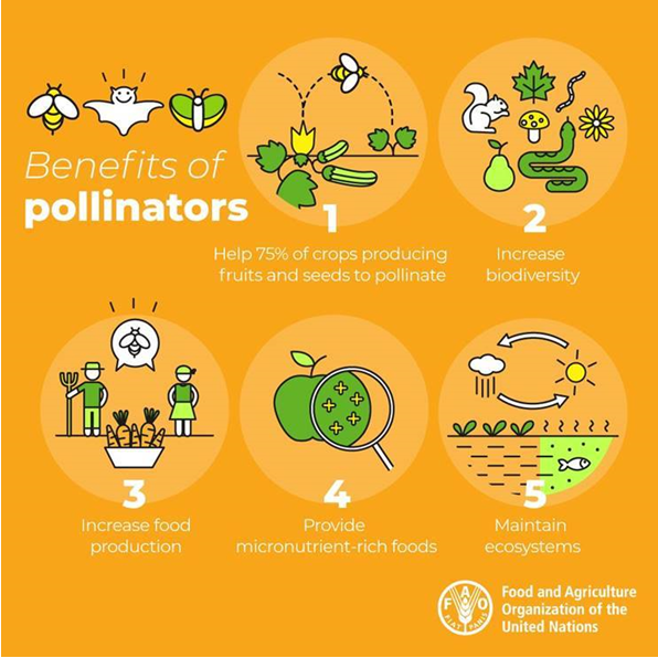FAOJapan's tweet photo. 私たちの食べる果実🍒や種子として栽培される作物の75%が、🐝ミツバチ(bee)の働きの恩恵を受けています。
#世界ミツバチの日 #BeeEngaged #WorldBeeDay https://t.co/TxSbyKzF07