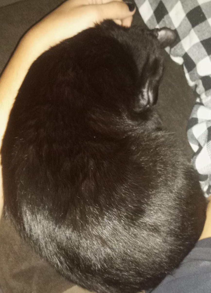onisferatu's tweet photo. eu tenho um especime raro da raça gato-gongolo so existe 3 gatos-gongolos no mundo inteiro e extremamente raro nasce um raro multante da especie gato e gongolo https://t.co/x3M1mhHcNJ