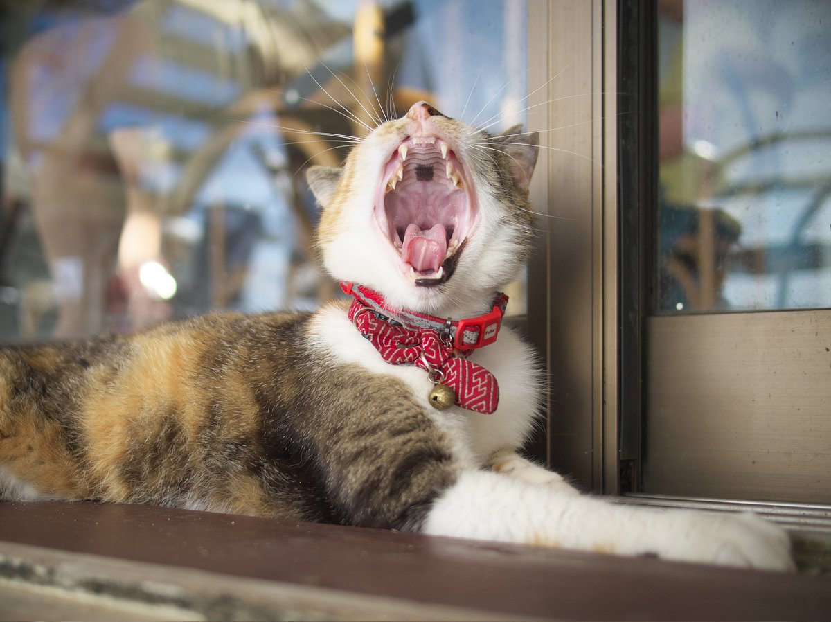 showa315's tweet photo. 沖縄Caffe「cahaya bulan」
ここのマンゴースムージー、美味かった
猫ちゃん達も、可愛いです
#OLYMPUS
#EPL7 
#OMSYSTEM https://t.co/vfGPLeDSeV