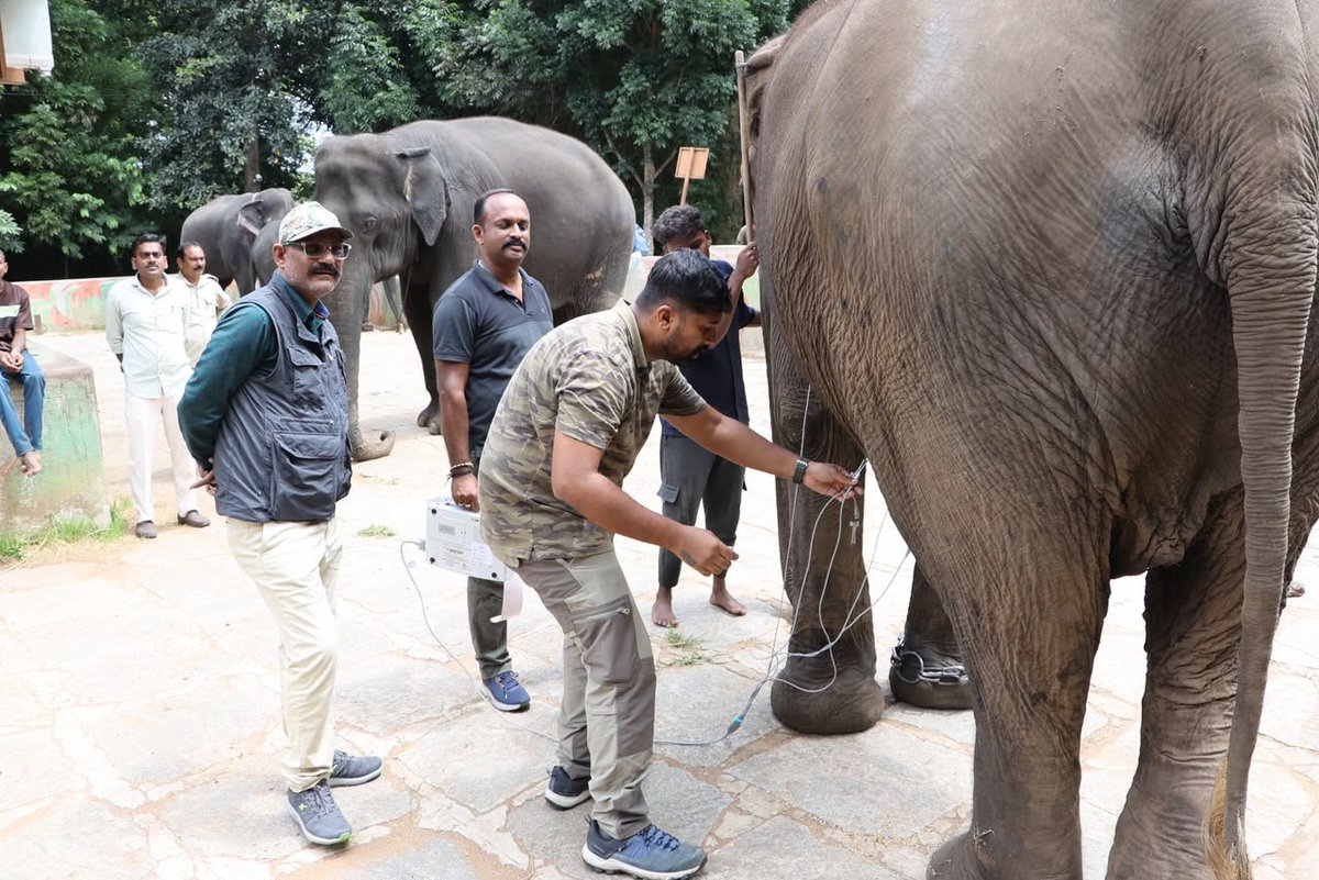 akshay_gowda_pv's tweet photo. The road to #MysuruDasara2026 begins! 🐘🩺 Screening has officially started at Dubare camp with female elephants Cauvery and Hemavathi. The medical team will next visit other camps, with a dedicated second round scheduled for the male elephants. #MysuruDasara #Elephant #Dubare https://t.co/CgJCDEliN2