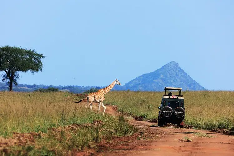 Ugaman01's tweet photo. Hey @nikitabier you deserve a great holiday in Uganda 🇺🇬 with your family and friends. You have done so much for X and I think its time to get away on a holiday to experience the best that nature can provide. 

Gorilla Trekking,  Ziplining , Quad Biking at the source of the Nile, Water Rafting and finally eating the famous mouth watering Ugandan Rolex 😋. 
https://t.co/GIABeXJRCh 
#VisitUganda