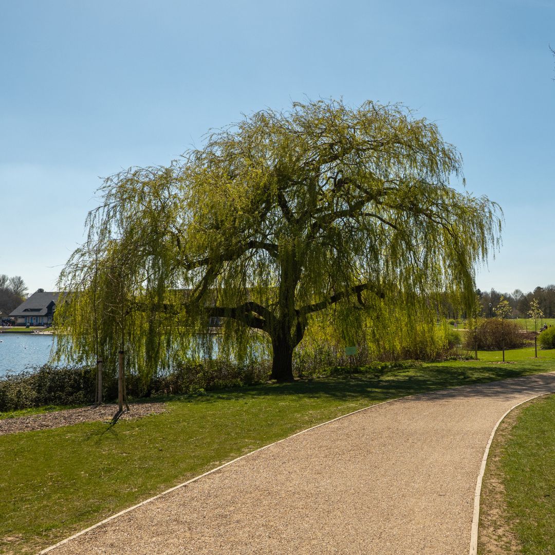 TheParksTrust's tweet photo. Calling all wheelchair users! 📣

We’d love to see you at our upcoming Wheelchair Ramble at Willen Lake on Sat 11 July.

Come along to enjoy the scenic views as you explore the lake with us. 

🔗 Book a free place: https://t.co/VwfwW0ob62 https://t.co/p8O0e9Pmwf