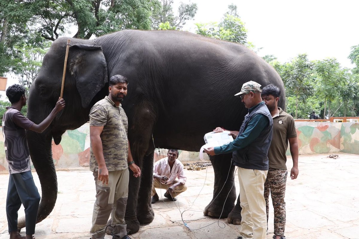 akshay_gowda_pv's tweet photo. The road to #MysuruDasara2026 begins! 🐘🩺 Screening has officially started at Dubare camp with female elephants Cauvery and Hemavathi. The medical team will next visit other camps, with a dedicated second round scheduled for the male elephants. #MysuruDasara #Elephant #Dubare https://t.co/CgJCDEliN2