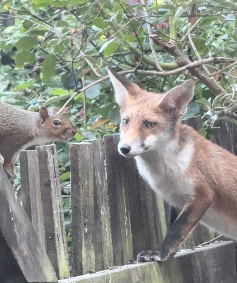 ChrisGPackham's tweet photo. They were like that for a while , according to @dianadwilder.bsky.social - today's #FoxOfTheDay ( with bonus Squirrel ) https://t.co/AwA037l7gx