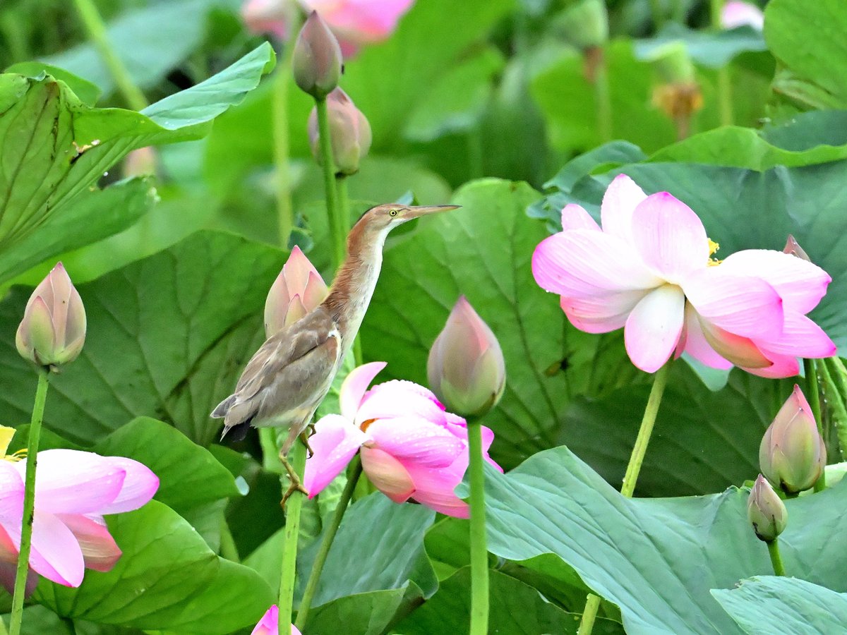 ZeroCat15's tweet photo. 魅惑の「ハスヨシ」。#野鳥 #ヨシゴイ #ミョウガの妖精 https://t.co/AyW8mR2ie7
