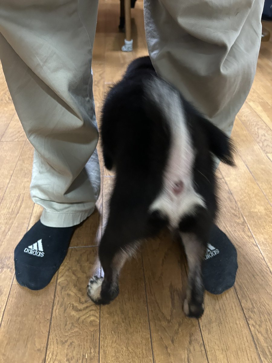railcun's tweet photo. @misonikomi_1 待ち時間に犬のお尻をご堪能下さい。 https://t.co/1vSsUfnStv