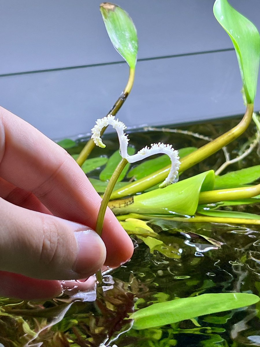 APG_Lotus's tweet photo. アポノゲトン ナタンスの花
浮葉を沢山出しながら可愛い花を咲かせてくれる本種
水中感を出せて、尚且つ上見でも楽しめる
素敵な水草です🌿
 
完全に当社比ですが
ファンデーション等の化粧品のような
若干甘さのある香りが近いような気がします、、、！ https://t.co/tdesnyeri2