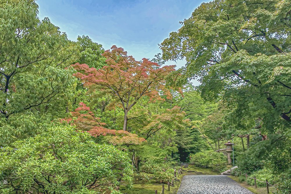 naito107451's tweet photo. 今朝７月7日の、姫路市好古園の花 Etc.  1 https://t.co/ZRXMtuLXiw