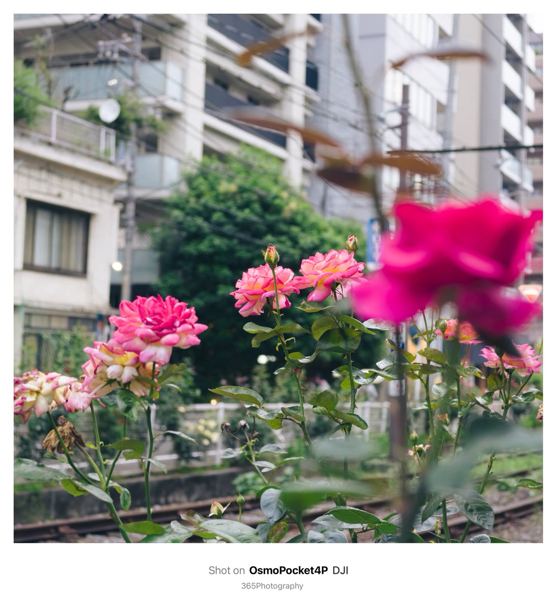 365photography_'s tweet photo. xｰm5スナップ。
FUJIFILMで切り撮る365日。
FUJIFILMで撮ってないけど。
オズポケ4Pで撮る日常スナップ。
線路沿いのバラと都電。
#xm5  #FUJIFILM  #キリトリセカイ  #osmopocket4p https://t.co/AY4NihMKc6