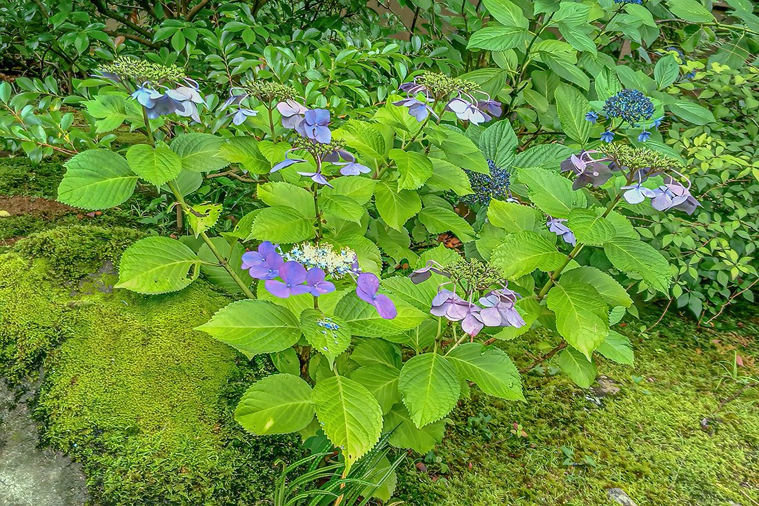naito107451's tweet photo. 今朝７月7日の、姫路市好古園の花 Etc.  3　今日はこれでおしまい。 https://t.co/0moaUCAQbj