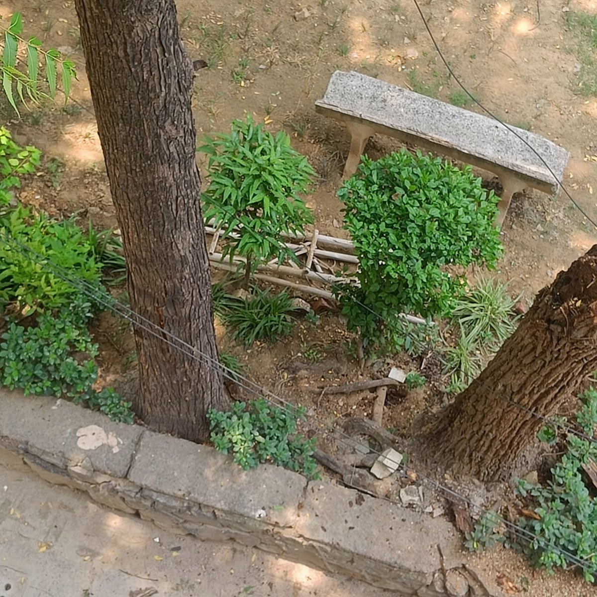 tikulli's tweet photo. Look at the neem and the position of the concrete skirting. These are huge trees. Even the karanj and a huge semul behind neems. No proper pruning or care by mcd or rwa. This is vasant kunj delhi. https://t.co/evVCPMw8IF