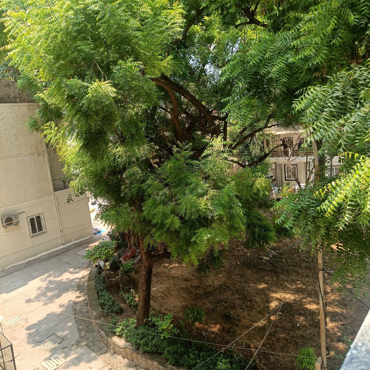 tikulli's tweet photo. Look at the neem and the position of the concrete skirting. These are huge trees. Even the karanj and a huge semul behind neems. No proper pruning or care by mcd or rwa. This is vasant kunj delhi. https://t.co/evVCPMw8IF