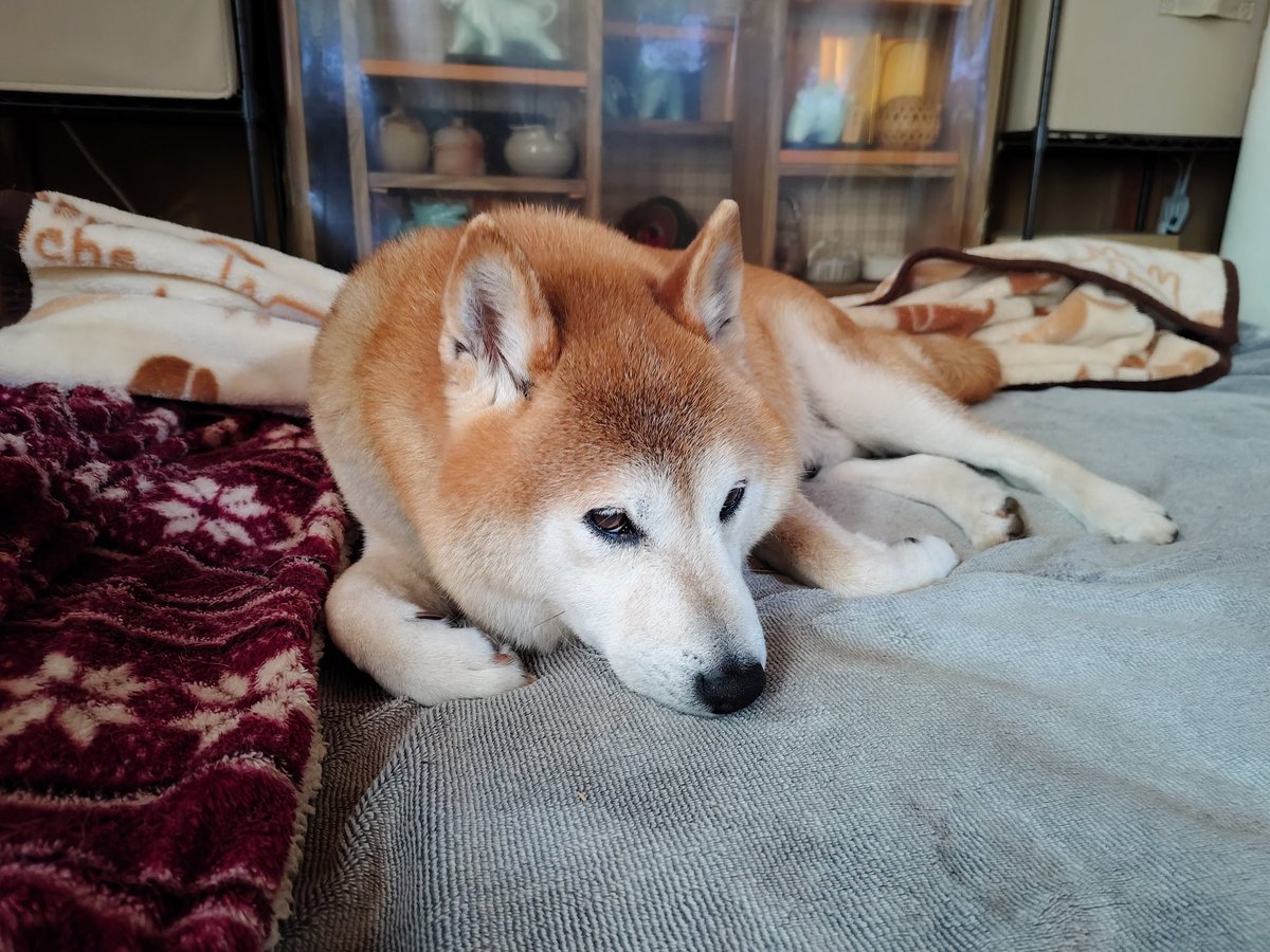 armedshepherd's tweet photo. 散歩の前に寝床の毛布取り込んだら秒で来た #柴犬 https://t.co/VFuhakzOXP