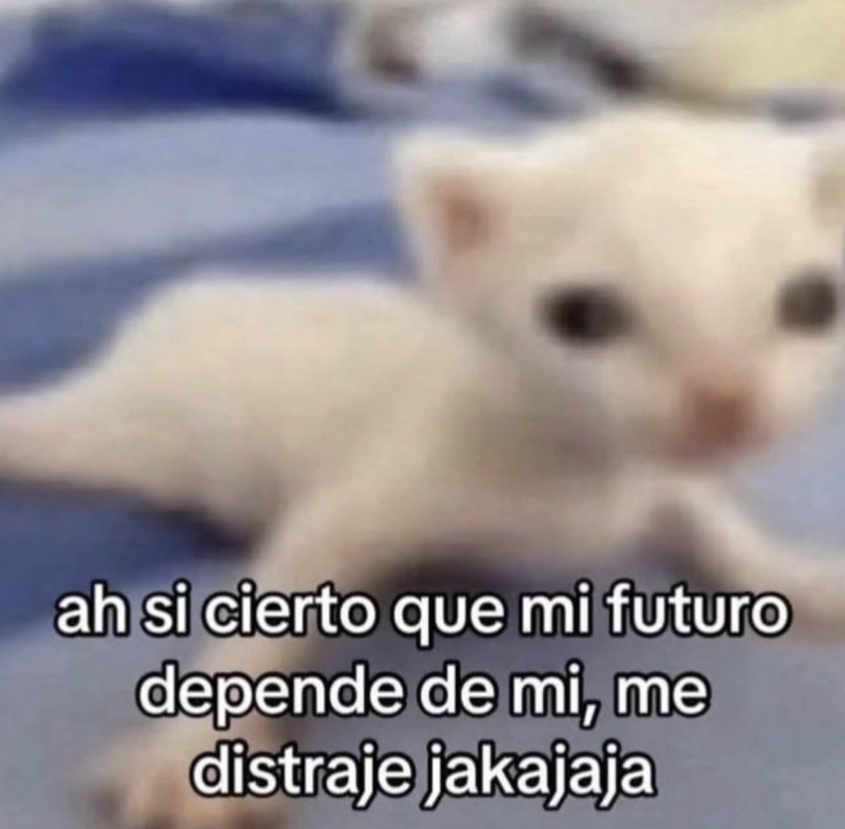 MundoDeBigotes's tweet photo. https://t.co/Wm01lo2EzV