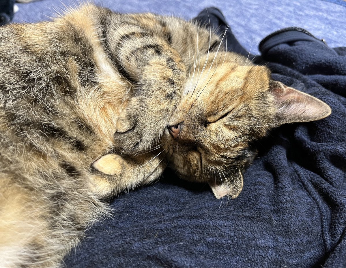 猫吸い