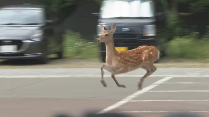 sapporolife2021's tweet photo. 【続報】
札幌市街地のシカはまだ捕獲されておらず、近くの高校（札幌龍谷学園高等学校か）の敷地を駆け抜ける（14:45）
#札幌市 #どうぶつニュース
https://t.co/LEVmdoG36w https://t.co/XnTLdwGYBY