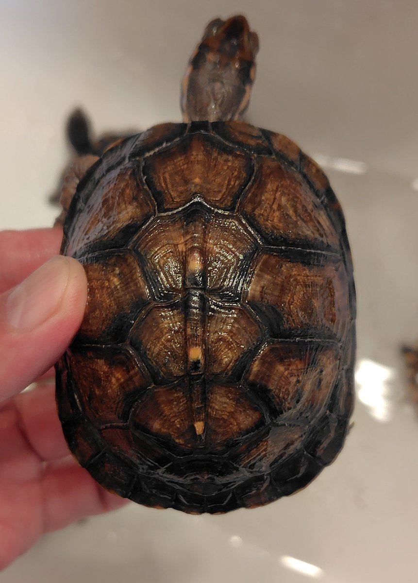 ruta_turtle's tweet photo. 7/7
ブラックガルフ https://t.co/o62Lsyj75R