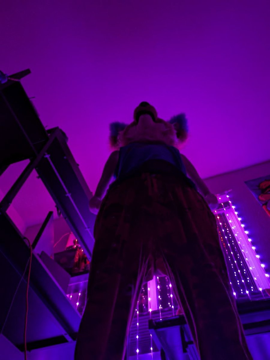 xousfennec's tweet photo. 10 foot 20, the Fennec Man https://t.co/oKmZboy46p