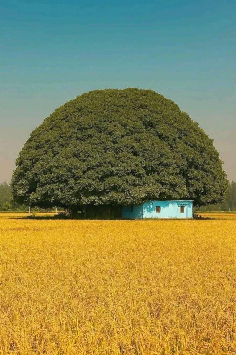 siradisi_bilim's tweet photo. bir ağacın gölgesi, koca bir dünyaya yuva olmaya yeter.🌳🏡 https://t.co/cbCNsZnK6K
