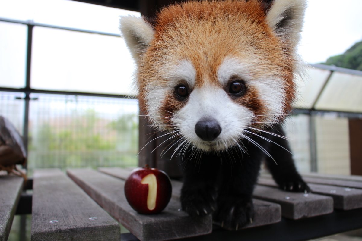 nhdzoo's tweet photo. 本日はレッサーパンダ「ななこ」の１才のお誕生日です♪
お祝いに数字を掘ったリンゴをプレゼントしました。丸ごとリンゴも上手に食べられるようになりました！
近日この時の動画も投稿するのでお楽しみに。
明日はいよいよ一人立ちの日です。これからも成長を見守ってください。

#日本平動物園 https://t.co/QiOoHJU5u1