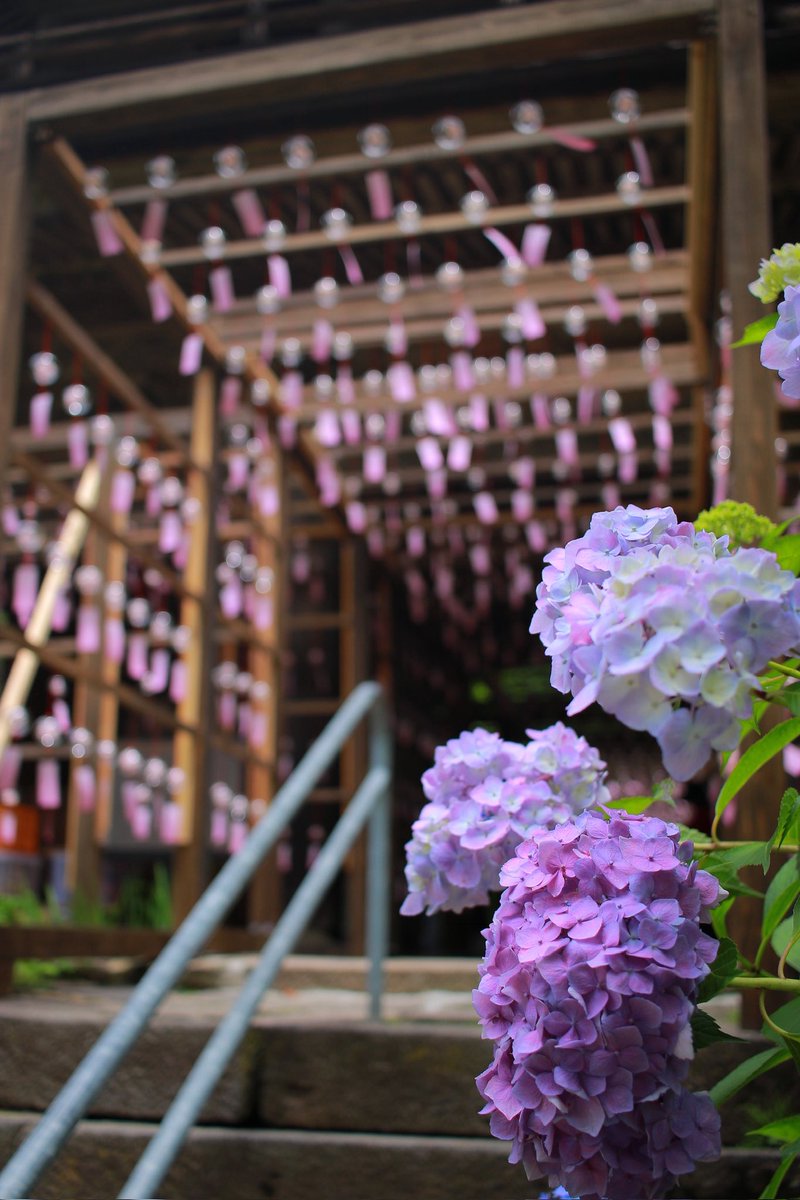 noritabi317's tweet photo. 川場村の吉祥寺さんへ🫧
紫陽花が満開でしたੈ✩‧₊˚
#ファインダー越しの私の世界 
#紫陽花 #風鈴　#風鈴回廊  #枯山水  
#川場村 #青龍山吉祥寺 https://t.co/4bv55XXHI9
