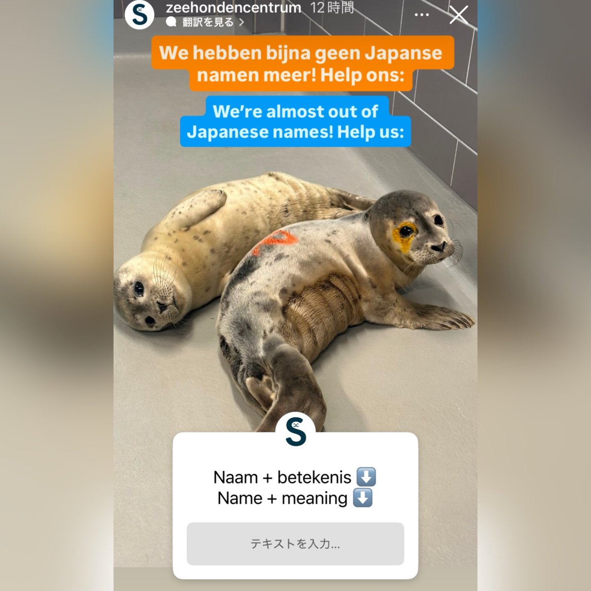 温泉アザラシオーダーページ お知らせ Zeehondencentrum さんが保護アザラシのお名前を募集してい