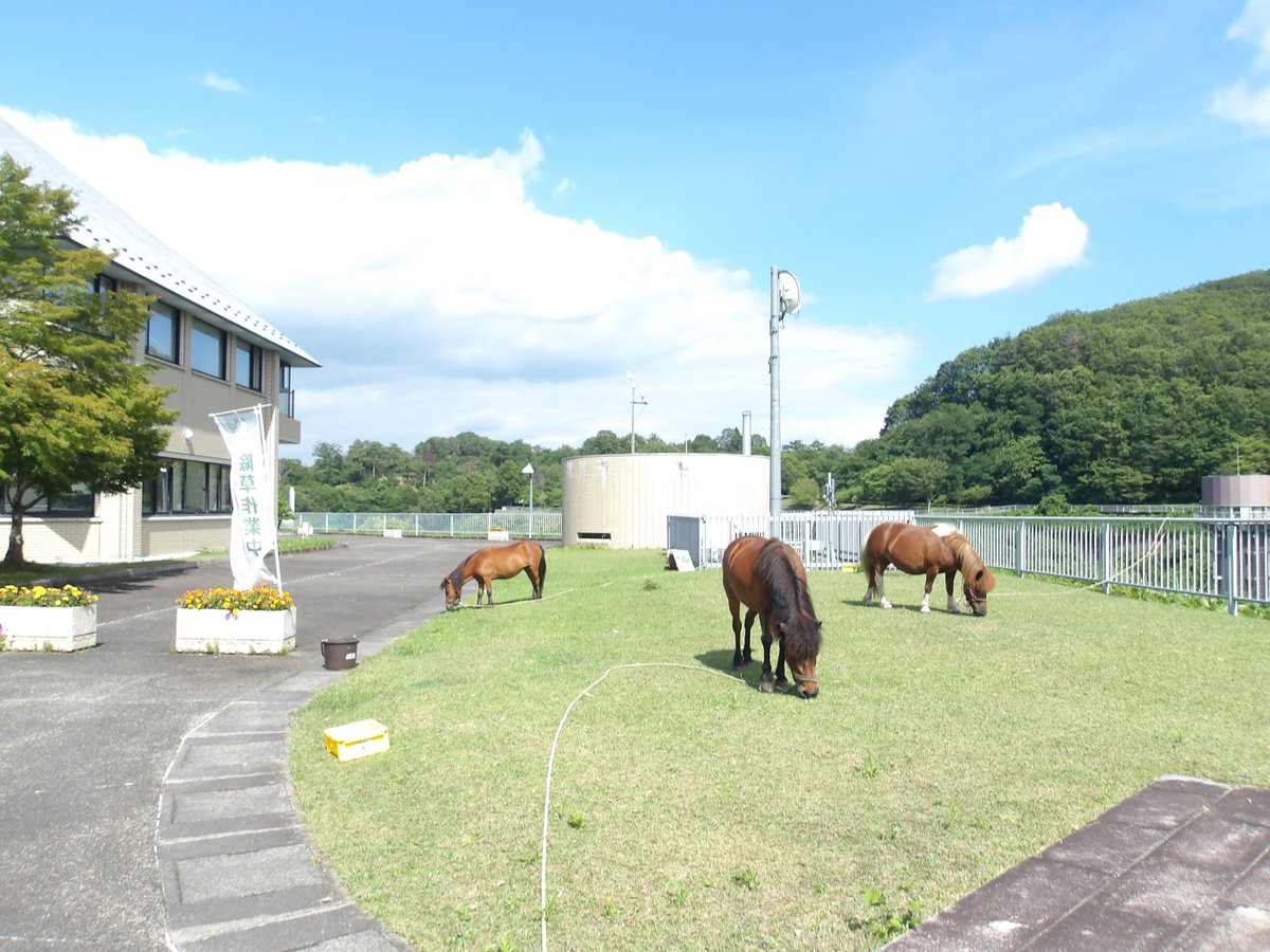 mlit_miharu's tweet photo. 【#動物による除草】
三春ダムの除草隊🐴🐐
今日もダム周辺で、もぐもぐお仕事中🌿
草を食べているだけに見えるかもしれませんが、立派な除草作業です！
おかげでダム周辺もすっきり✨
お散歩や見学の際は、ぜひ探してみてください。
見つけたら温かく見守ってくださいね😊
#三春ダム #水しごと #SDGs https://t.co/ZidRZ3yQnD