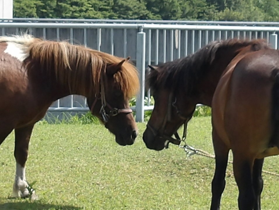 mlit_miharu's tweet photo. 【#動物による除草】
三春ダムの除草隊🐴🐐
今日もダム周辺で、もぐもぐお仕事中🌿
草を食べているだけに見えるかもしれませんが、立派な除草作業です！
おかげでダム周辺もすっきり✨
お散歩や見学の際は、ぜひ探してみてください。
見つけたら温かく見守ってくださいね😊
#三春ダム #水しごと #SDGs https://t.co/ZidRZ3yQnD