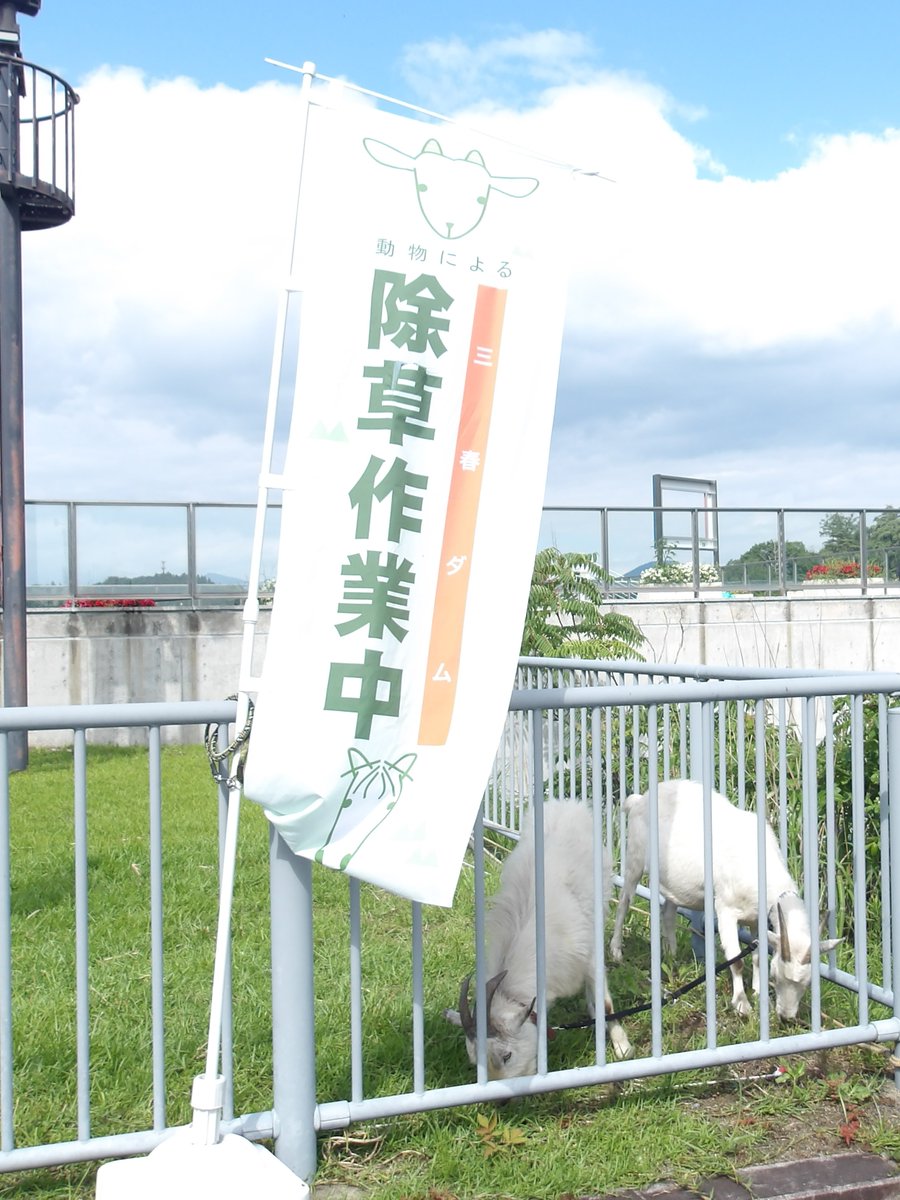 mlit_miharu's tweet photo. 【#動物による除草】
三春ダムの除草隊🐴🐐
今日もダム周辺で、もぐもぐお仕事中🌿
草を食べているだけに見えるかもしれませんが、立派な除草作業です！
おかげでダム周辺もすっきり✨
お散歩や見学の際は、ぜひ探してみてください。
見つけたら温かく見守ってくださいね😊
#三春ダム #水しごと #SDGs https://t.co/ZidRZ3yQnD