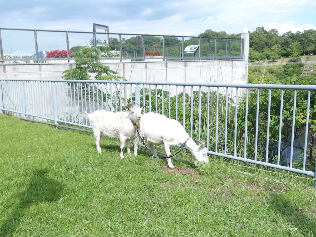 mlit_miharu's tweet photo. 【#動物による除草】
三春ダムの除草隊🐴🐐
今日もダム周辺で、もぐもぐお仕事中🌿
草を食べているだけに見えるかもしれませんが、立派な除草作業です！
おかげでダム周辺もすっきり✨
お散歩や見学の際は、ぜひ探してみてください。
見つけたら温かく見守ってくださいね😊
#三春ダム #水しごと #SDGs https://t.co/ZidRZ3yQnD