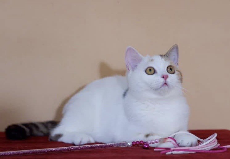 CatsterClub's tweet photo. 🏡 หาบ้านให้สาวน้อยสก็อตติชโฟลด์สุดคิ้วท์ โสด นิสัยดี ขี้อ้อนยืนหนึ่ง! 💖
หาทาสรับเลี้ยงน้องคนสวยค่ะ ใครกำลังมองหาแมวใจดี เข้ากับตัวอื่นง่าย ต้องตกหลุมรักน้องแน่นอน!
🐾 ข้อมูลน้องแมว:
สายพันธุ์: Scottish Fold (เพศเมีย)
วันเกิด: 29 กันยายน 2563 (อายุประมาณ 5 ขวบกว่า วัยกำลังน่ารักและนิ่งสงบ ไม่พังบ้าน)
สุขภาพ: ทำหมันเรียบร้อยแล้ว สุขภาพร่างกายแข็งแรง ร่าเริงแจ่มใส
นิสัย: ขี้อ้อนมากกก นิสัยดี เข้ากับแมวตัวอื่นได้ดีมาก ไม่โปรดการทะเลาะวิวาท
📍 พิกัด: จังหวัดลำปาง (พื้นที่ใกล้เคียงทักมาคุยกันก่อนได้ค่ะ)
📞 สนใจอุปการะติดต่อเจ้าของเคสโดยตรง: 083-4788800