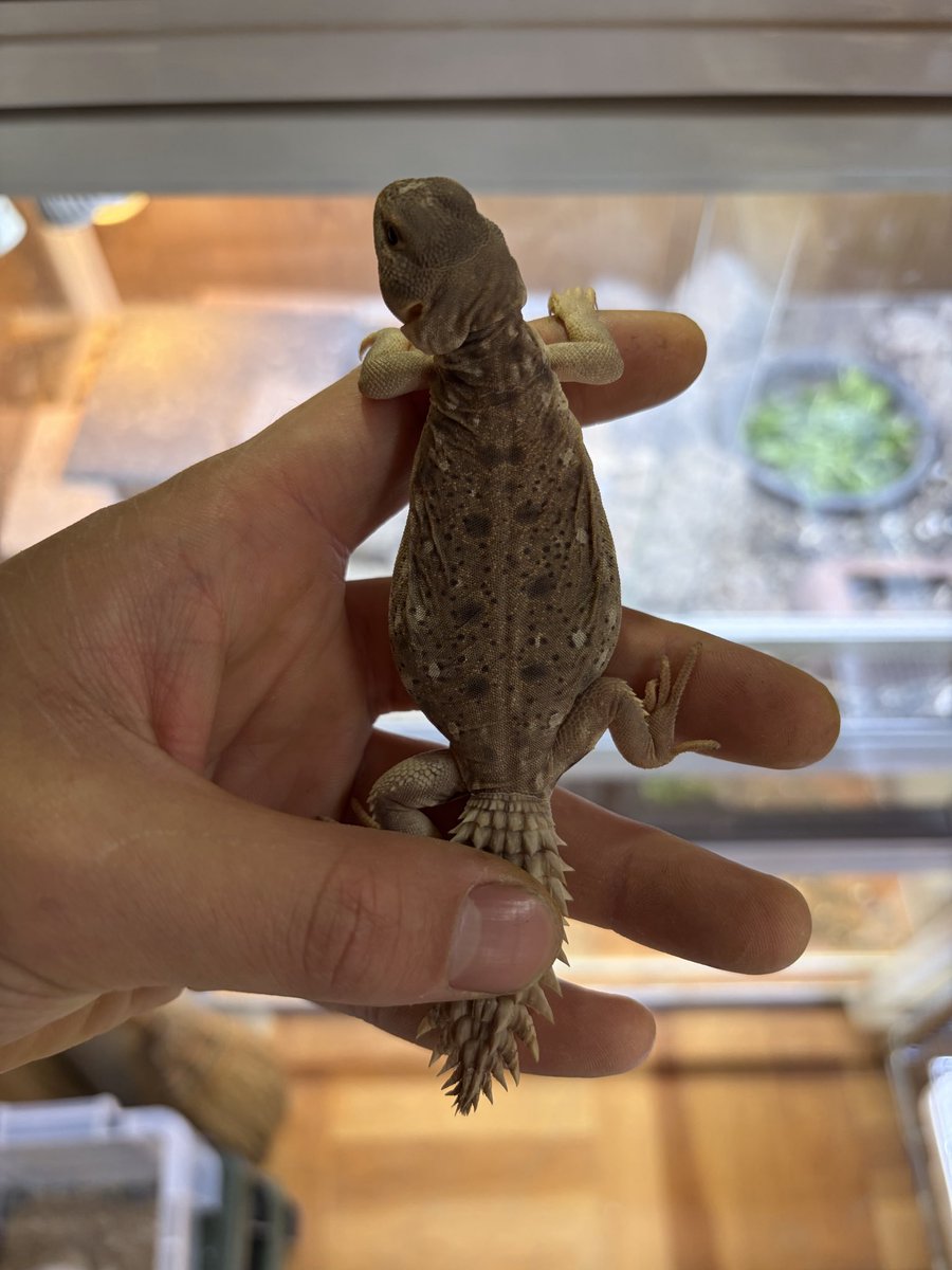 motimoti191's tweet photo. 新入り達

ちっちゃいコウテイ生きてます
最近ではリクガメフードを食べてくれるようになったので飼育はイージーモードになるでしょう

オルナータもしっかりした糞になり野菜もフードも食べてくれるのであとは時間かければ大丈夫そうです https://t.co/kHHvljQSL4