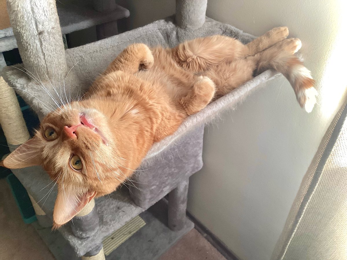 UltimateSlam's tweet photo. @ShotziTCB Ooooo they’re adorable. I got a ginger/tortie sibling pair rescued from the streets as well. Little Big Dipper and Champagne Supernova. I have known no peace since I got them but they make me so happy https://t.co/tY9DasLROQ