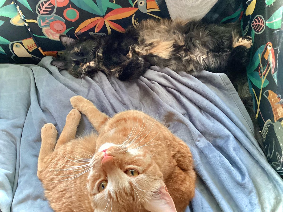 UltimateSlam's tweet photo. @ShotziTCB Ooooo they’re adorable. I got a ginger/tortie sibling pair rescued from the streets as well. Little Big Dipper and Champagne Supernova. I have known no peace since I got them but they make me so happy https://t.co/tY9DasLROQ