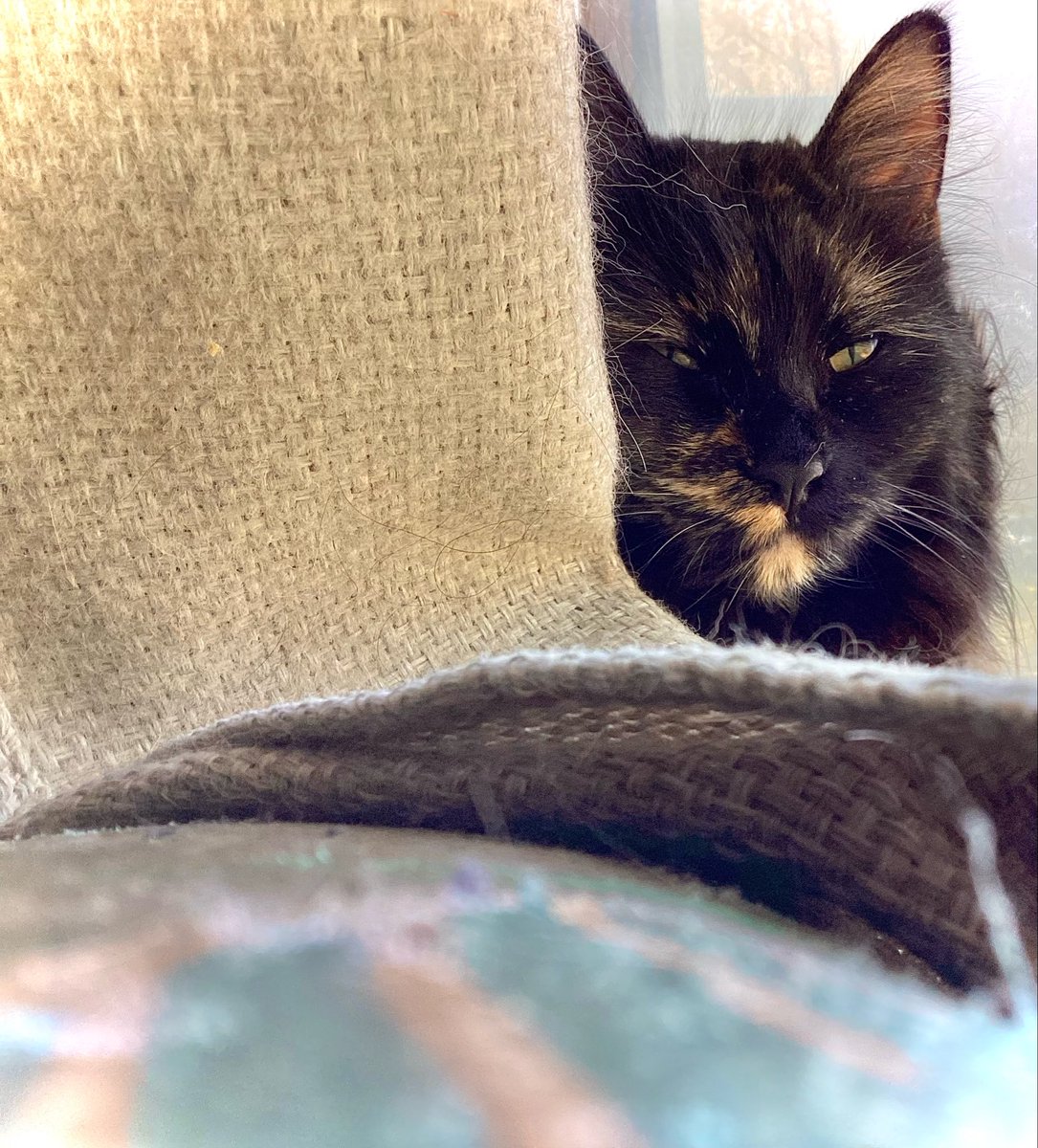 UltimateSlam's tweet photo. @ShotziTCB Ooooo they’re adorable. I got a ginger/tortie sibling pair rescued from the streets as well. Little Big Dipper and Champagne Supernova. I have known no peace since I got them but they make me so happy https://t.co/tY9DasLROQ