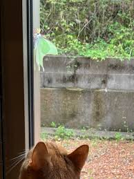 caaritoo2's tweet photo. 周りの人たちに応援してもらったから、温かいメッセージを届けたいな✉️ ありがとうの気持ちを込めて！ https://t.co/hFgpv68cmv
