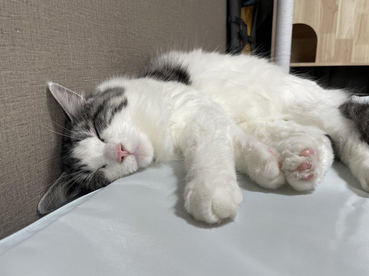 PotetoKoneko's tweet photo. https://t.co/Vepmv4y9rb