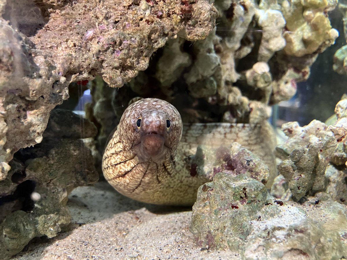 aktkariri's tweet photo. タカノハウツボ。生体展示は国内唯一！？間違ってたらごめんなさい。尻尾の模様の一部が鷹の羽模様に見えることから名付けられたとされています。(T.K) https://t.co/pB5U2mkH5y
