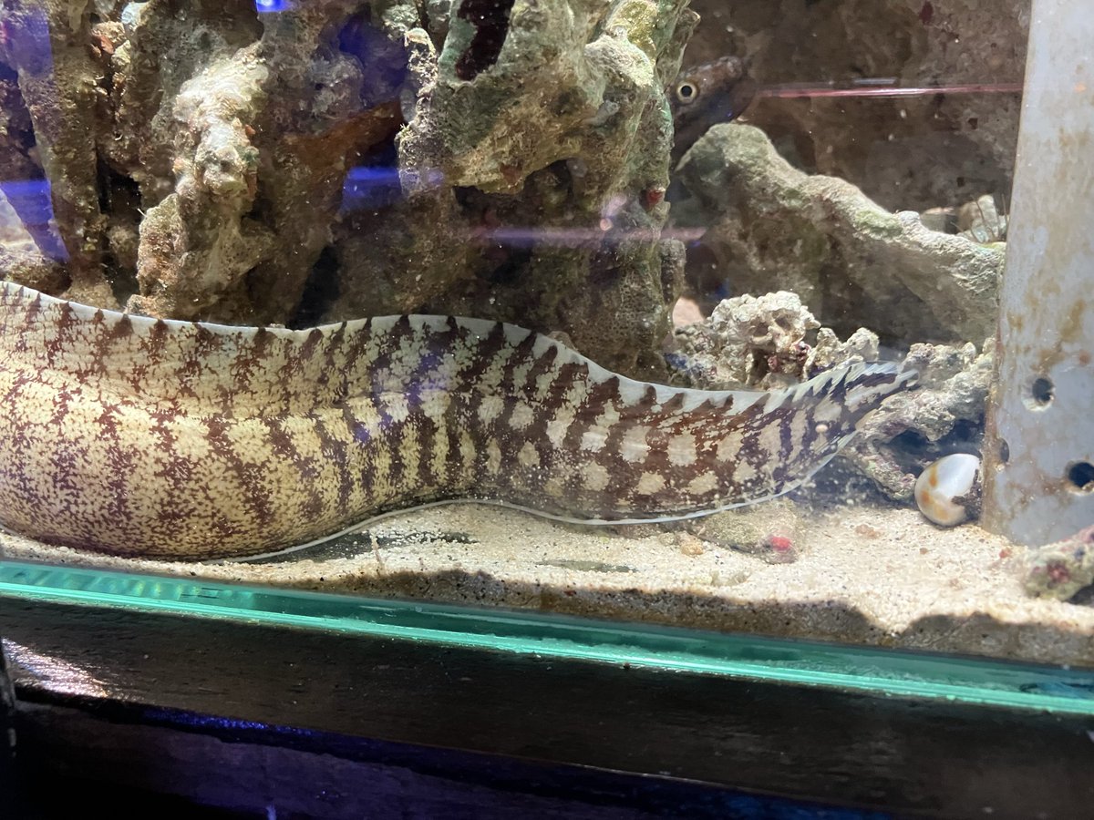 aktkariri's tweet photo. タカノハウツボ。生体展示は国内唯一！？間違ってたらごめんなさい。尻尾の模様の一部が鷹の羽模様に見えることから名付けられたとされています。(T.K) https://t.co/pB5U2mkH5y