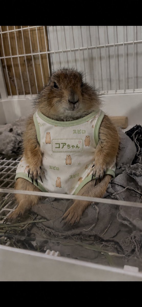 cotetu_uk's tweet photo. パヤ毛のこあちゃん https://t.co/eUnjiLad7N
