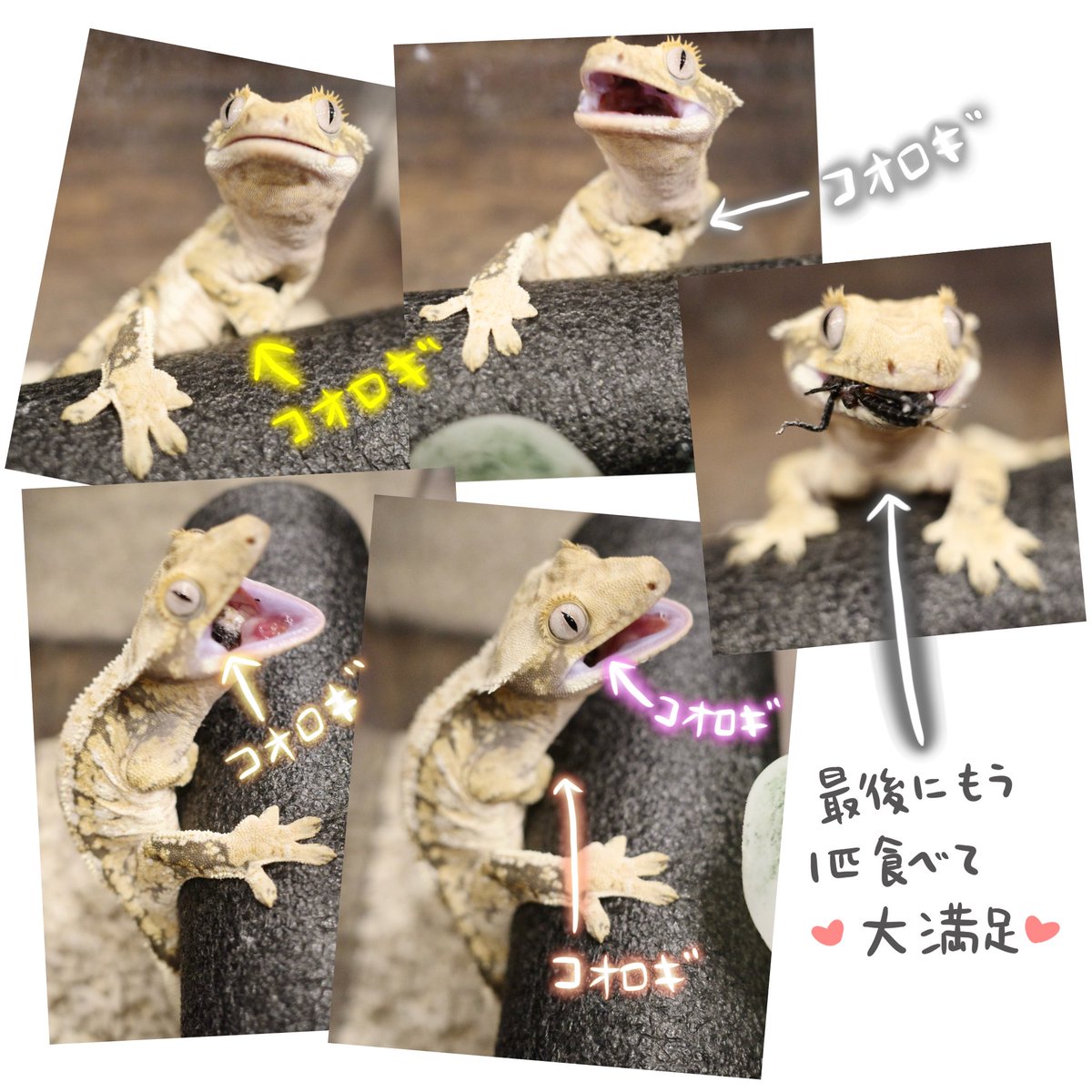 MirJLimo's tweet photo. .
.
こんにちは🌞

コオロギ抱っこしてもっとくれ〜と
口開けますが、口にもすでに1匹いました🤣

ちゃんと食べてから口開けなさい、、
口の中にぐちゃぐちゃになってるの
見せないでください、、😱

結局抱っこしてたコオロギがポイして
(多分手で捕まえてのも忘れてるはず、、)
ポイされたコオロギ拾ってあげたらすぐ食べて〜
口の中にあるのを食べ終わってから
最後の1匹食べて終わりにしました〜

こんなアホみたいな所も結構好きかな♥️

.
.
.

⭐️営業日 - 水、木、土、日
Pm2:00~Pm8:00
Line ID - mirjlimo⭐️

.
.

#ニシアフトカゲモドキ
#トッケイゲッコー #ガーゴイルゲッコー
#クレステッドゲッコー  #クレス #Mirj
#大阪爬虫類ショップ　#クレス
#クレステッドゲッコー専門店 してますが、
色々飼育しております♪
#デグー #チンチラ #ファンシーマウス とか
います🩷白黒メインです✨