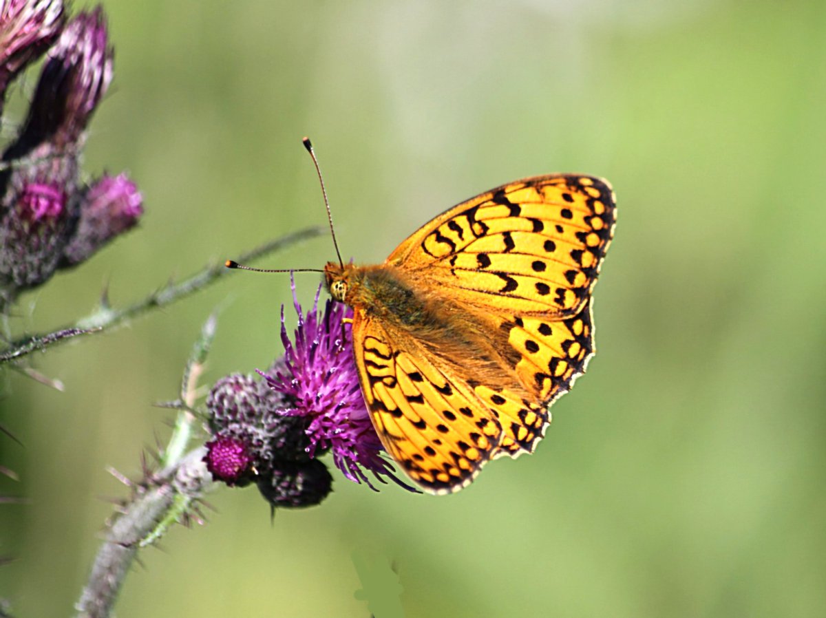 maryvanderes's tweet photo. Zeldzame #Grote_parelmoervlinder
#Speyeria_aglaja #Dark_Green_Fritillary
Op #Kale_jonker #Cirsium_palustre
#Marsh_thistle op #Texel.
#Dagvlinder #Butterfly
Fijne dag gewenst. https://t.co/DewYYKwY1P