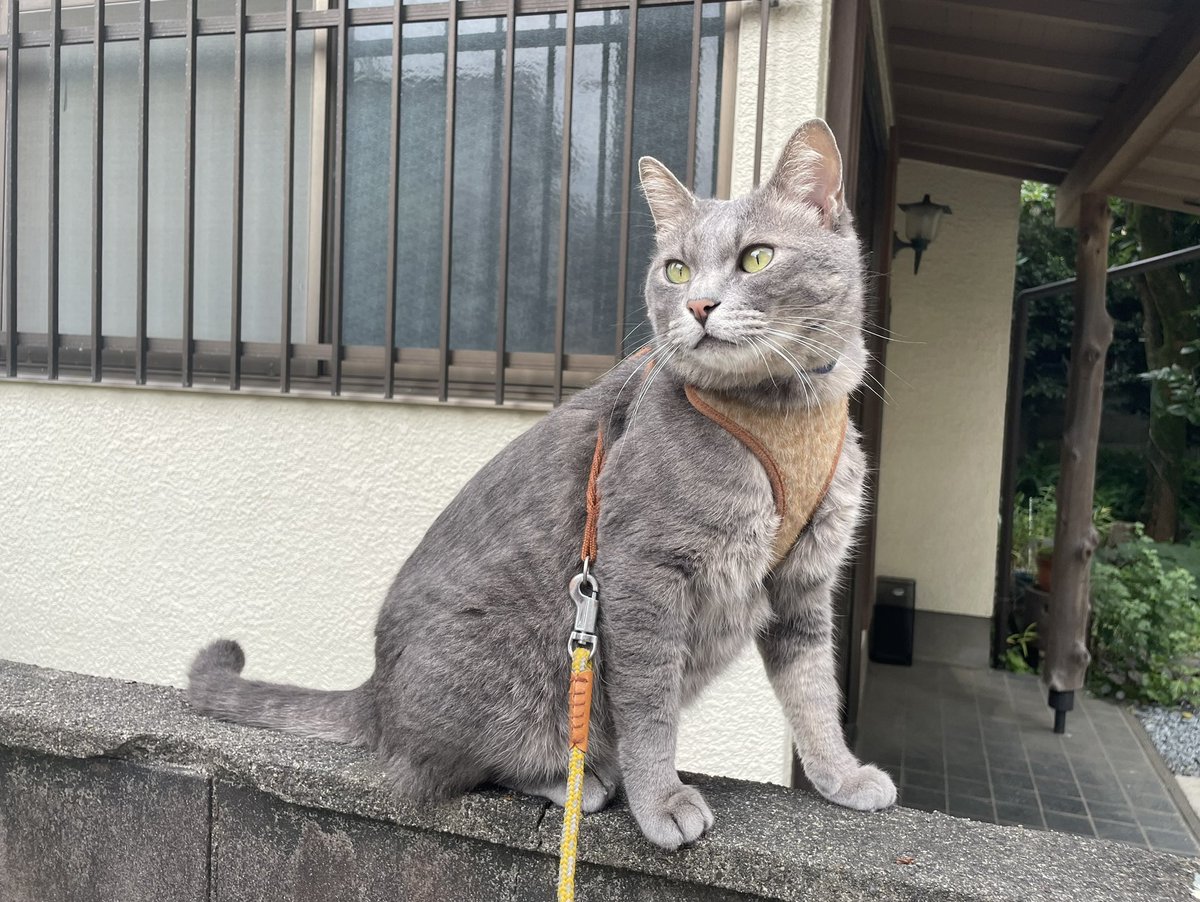 saba_channel's tweet photo. とりあえず今日も登るにゃ𓂃 𓈒𓏸◌𓈒 𓂂𓏸︎︎ https://t.co/bMr2Eod5rP