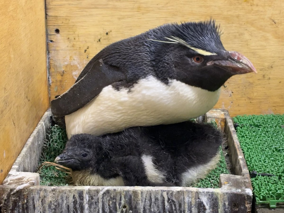sendaiuminomori's tweet photo. 【仙台うみの杜水族館】
5/26、5/27、6/4に ＃ミナミイワトビペンギン のヒナが誕生しました🐧
展示場デビューはまだ先ですが、現在バックヤードにてすくすく成長中です！
会える日をお楽しみに！
＃s_uminomori https://t.co/3btIgTdQMQ